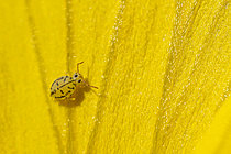 Biosphoto | 2621483 | Springtail (Fasciosminthurus dictyostigmatus) on bellflower, Cévennes National Park, France. | &copy; Philippe Lebeaux / Biosphoto