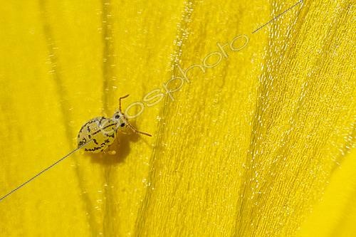 Biosphoto | 2621483 | Springtail (Fasciosminthurus dictyostigmatus) on bellflower, Cévennes National Park, France. | &copy; Philippe Lebeaux / Biosphoto