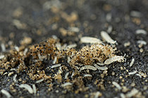 Biosphoto | 2621410 | Springtail (Folsomia fimetaria), laboratory breeding, UMRC2 - Montpellier, Hérault, France. | &copy; Philippe Lebeaux / Biosphoto