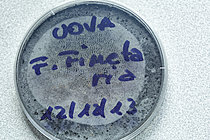 Biosphoto | 2621411 | Springtail (Folsomia fimetaria), laboratory breeding, UMRC2 - Montpellier, Hérault, France. | &copy; Philippe Lebeaux / Biosphoto