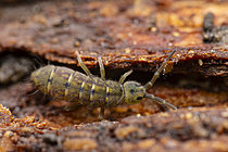 Biosphoto | 2621439 | Springtail (Isotomurus palustris), Cévennes National Park, France | &copy; Philippe Lebeaux / Biosphoto