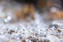 Biosphoto | 2621459 | Springtail (Lepidocyrtus sp) progressing on a soil beaded with droplets of water, Cévennes National Park, France. | &copy; Philippe Lebeaux / Biosphoto