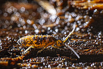 Biosphoto | 2621472 | Springtail (Pogonognathellus flavescens), Cévennes National Park, France. | &copy; Philippe Lebeaux / Biosphoto