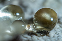 Biosphoto | 2621456 | Springtail (Pygmarrhopalites principalis) among water droplets, Cévennes National Park, France. | &copy; Philippe Lebeaux / Biosphoto