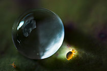 Biosphoto | 2621383 | Springtail (Sminthurides aquaticus) on dipteran eggs laid on a water lily leaf, Cévennes National Park, France. | &copy; Philippe Lebeaux / Biosphoto