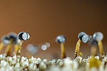 Biosphoto | 2621397 | Springtail (Sminthurinus reticulatus) with slime mold (Physarum leucophaeum), Cévennes National Park, France. | &copy; Philippe Lebeaux / Biosphoto