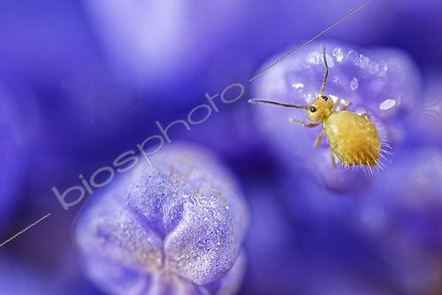 Biosphoto | 2621409 | Springtail (Sminthurus viridis) on the bud of a mountain flower, Cévennes National Park, France. | &copy; Philippe Lebeaux / Biosphoto