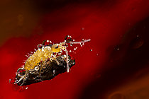 Biosphoto | 2621454 | Springtail trapped in a frozen puddle, Cévennes National Park, France. | &copy; Philippe Lebeaux / Biosphoto