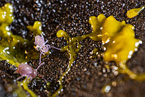 Biosphoto | 2621474 | Springtails (Dicyrtoma fusca) feeding on a slime mold on the soil surface, revealing the invisible interactions of microscopic life in the soil. Cévennes National Park, France. | &copy; Philippe Lebeaux / Biosphoto