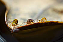Biosphoto | 2621402 | Springtails (Dicyrtomina saundersi) drifting on an oak leaf on the surface of a puddle, Cévennes National Park, France. | &copy; Philippe Lebeaux / Biosphoto