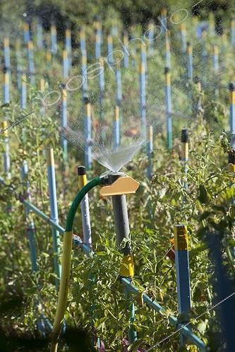 Biosphoto | 1200849 | Sprinkling of tomatoes in Marseille France  | &copy; Philippe Giraud / Biosphoto
