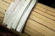 Biosphoto | 2066988 | Spruce straps on a log, Frasne Forest, Haut-Doubs, Franche-Comté, France | &copy; Denis Bringard / Biosphoto