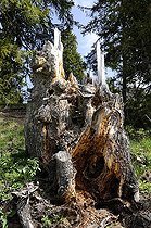 Biosphoto | 1252357 | Spruce stump attacked by woodpeckers and insects Alps | &copy; Thierry Van Baelinghem / Biosphoto