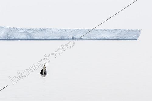 Biosphoto | 2611755 | Spyhoping Orca (Orcinus orca) in front of the Ross Ice Shelf, Cape Adare, Victoria Land, Antarctica | &copy; Raphaël Sané / Biosphoto