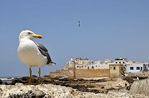 Biosphoto | 1604071 | Sqala de la Kasbah, Malecon of the old town of Essaouira, Mogador, UNESCO World Heritage Site, Morocco, Africa | © Walter G. Allgoewer / imageBROKER / Biosphoto