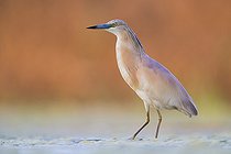 Biosphoto | 2423085 | Squacco Heron (Ardeola ralloides), adult standing in a swamp at sunset, Campania, Italy | &copy; Saverio Gatto / Biosphoto