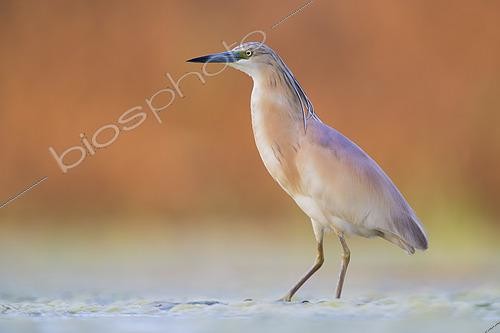 Biosphoto | 2423085 | Squacco Heron (Ardeola ralloides), adult standing in a swamp at sunset, Campania, Italy | &copy; Saverio Gatto / Biosphoto