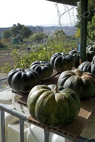 Biosphoto | 1200652 | Squash in gardens Aygalades workers in Marseille France | &copy; Philippe Giraud / Biosphoto