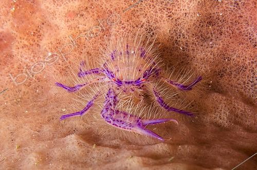 Biosphoto | 2487966 | Squat Lobster (Lauriea siagiani) on Barrel Sponge (Xestospongia tertudinaria), Crystal Bay dive site, Padang Bai, Bali, Indonesia | &copy; Colin Marshall / Biosphoto