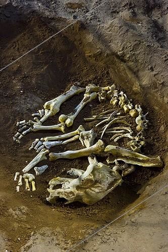 Biosphoto | 762633 | Squelette in the cave of Ekain in Cestona Spain ; Replica of the cave | &copy; Juan-Carlos Muñoz / Biosphoto