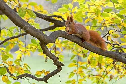 Biosphoto | 2304367 | Squirrel (Sciurus vulgaris), foraging, walnut, in autumn, Saxony, Germany, Europe | &copy; Thomas Hinsche / imageBROKER / Biosphoto