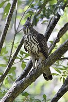 Biosphoto | 2078512 | Sri Lanka. Parc national de Minneriya aigle huppé | &copy; Patrick Kientz / Biosphoto