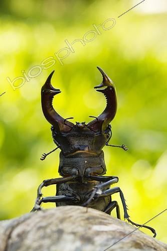 Biosphoto | 1921425 | Stag Beetle male in defense posture - France  | &copy; Benoît Personnaz / Biosphoto