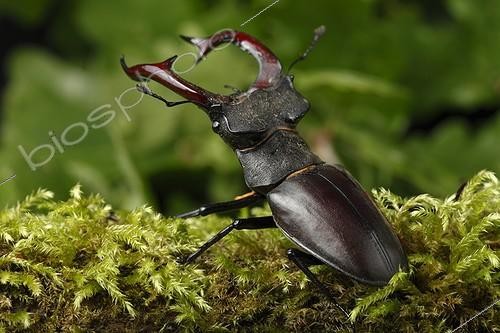 Biosphoto | 1997760 | Stag beetle on moss - Alsace France  | &copy; Christophe Ravier / Biosphoto