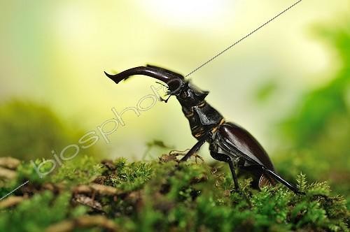 Biosphoto | 1994277 | Stag beetle on moss - France | &copy; Robin Fourré / Biosphoto