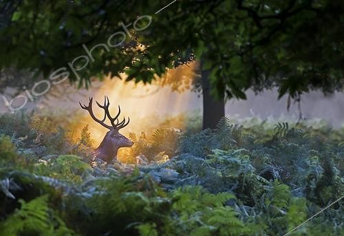 Biosphoto | 1921125 | Stag Red Deer illuminated by the first rays of the sun - GB | &copy; Frédéric Desmette / Biosphoto