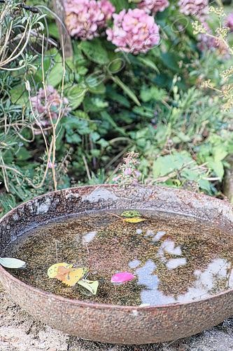 Biosphoto | 2492325 | Stagnant water suitable for the development of tiger mosquitoes (Aedes albopictus or Stegomyia albopicta), Dordorne, France | &copy; Laurent Lhoté / Biosphoto
