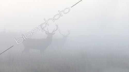 Biosphoto | 1953416 | Stags Red Deers walking side by side in the mist - GB | &copy; Frédéric Desmette / Biosphoto