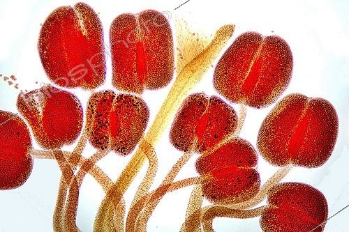 Biosphoto | 1419971 | Stamens and stigma of horsebean in optical microscopy ; Lighting in bright background, magnification x 80.  | &copy; Christian Gautier / Biosphoto