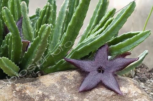 Biosphoto | 581998 | Stapelia Plante dépolluante de la maison France ; Serres tropicales de Sens | &copy; Claudius Thiriet / Biosphoto