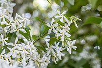 Biosphoto | 2601690 | Star jasmine (Trachelospermum jasminoides) flowers | &copy; Marie Aymerez / Biosphoto