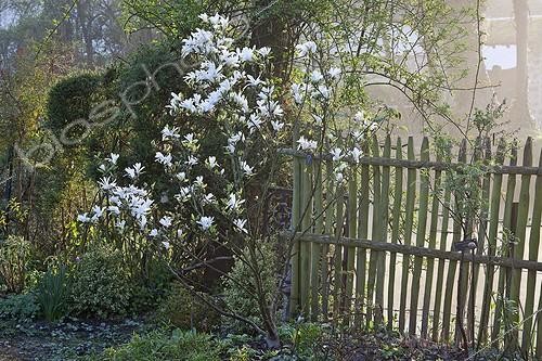 Biosphoto | 1623625 | Star magnolia in bloom in a garden | &copy; Gilles Le Scanff & Joëlle-Caroline Mayer / Biosphoto