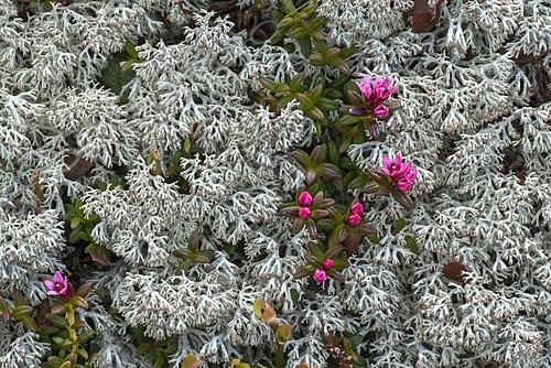 Biosphoto | 2485440 | Star reindeer lichen (Cladonia stellaris) and alpine azalea (Loiseleuria procumbens), Tyrol, Austria, Europe | &copy; Adelheid Nothegger / imageBROKER / Biosphoto