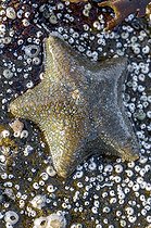 Biosphoto | 2587963 | Starlet cushion star (Asterina gibbosa) on a rock at low tide, with Spiral Tubeworms and Barnacles, Cotes d'Armor, France | &copy; Marie Aymerez / Biosphoto