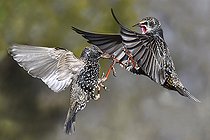 Biosphoto | 2512309 | Starling (Sturnus vulgaris) fight in flight, Vosges du Nord Regional Nature Park, France | &copy; Michel Rauch / Biosphoto