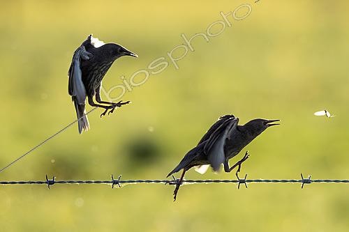 Biosphoto | 2625027 | Starling (sturnus vulgaris) perched on a barbed wire, England | &copy; Frédéric Desmette / Biosphoto