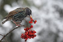 Biosphoto | 2462388 | Starlings (Sturnus vulgaris) eating European mountain ash (Sorbus aucuparia) berries on a branche, Parc naturel régional des Vosges du Nord, France | &copy; Michel Rauch / Biosphoto
