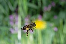 Biosphoto | 347036 | Stealing a Honeybees in the summer time France | &copy; Joël Héras / Biosphoto