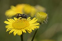 Biosphoto | 2089590 | Stelis (Stelis signata) femelle sur fleur de Pulicaire dysentérique (Pulicaria dysenterica), Parc naturel régional des Vosges du Nord, France | &copy; Michel Rauch / Biosphoto