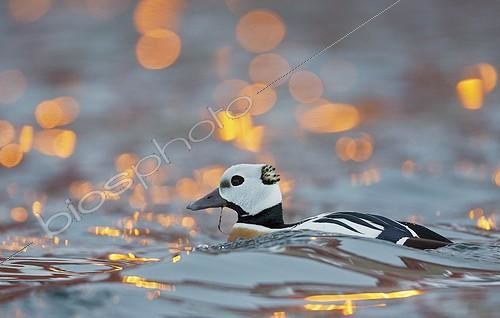 Biosphoto | 1946945 | Steller's Eider male on water - Norway | &copy; Markus Varesvuo / Biosphoto