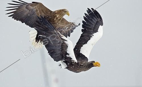 Biosphoto | 2009900 | Steller's sea Eagle and White-tailed sea Eagle in flight  | &copy; Markus Varesvuo / Biosphoto