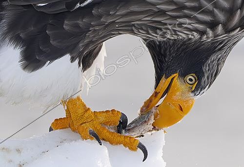 Biosphoto | 2627225 | Steller's Sea-eagle (Haliaeetus pelagicus) perched on a iceberg eating, Japan | &copy; Frédéric Desmette / Biosphoto