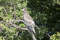 Biosphoto | 2072530 | Steller's Sea Eagle (Haliaeetus pelagicus) on a branch, Zhupanova River, Kamchatka, Russia | &copy; Samuel Blanc / Biosphoto
