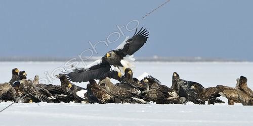 Biosphoto | 1418036 | Steller's sea eagle in the snow in winter Hokkaido Japan  | &copy; Benoist Clouet  / Biosphoto