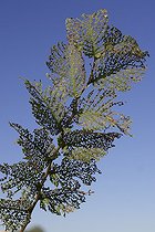 Biosphoto | 1161274 | Stem of Elm screened by Elm leaf beetle France | &copy; Jean-Michel Groult / Biosphoto