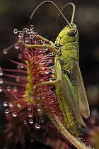 Biosphoto | 467736 | Sténobothre de la Palène piégé par une Rossolis France | &copy; Sébastien Herent / Biosphoto